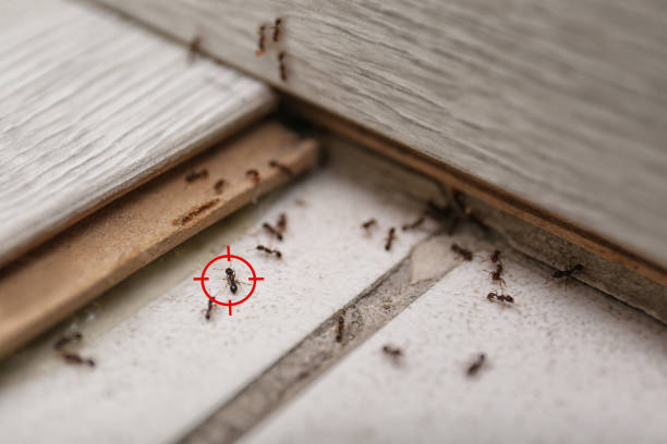 Best Affordable Pest Control Services  in Lytle, TX